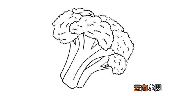 西兰花简笔画