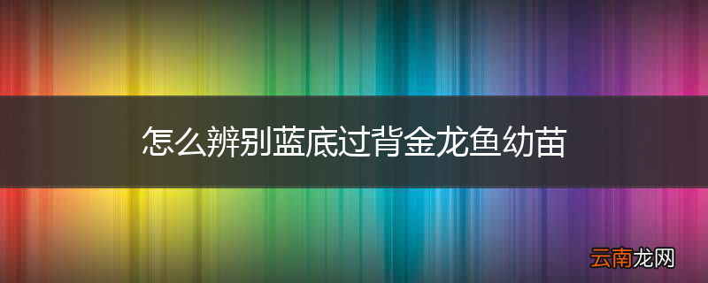 怎么辨别蓝底过背金龙鱼幼苗