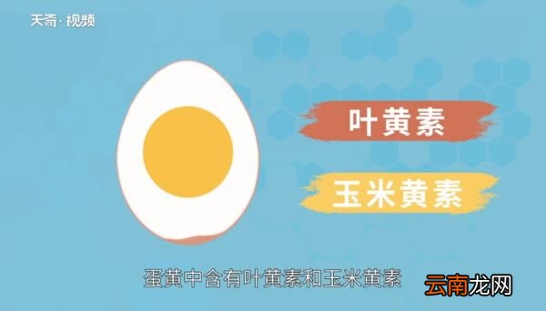 蛋黄为什么是黄色的 为什么鸡蛋的蛋黄是黄色的