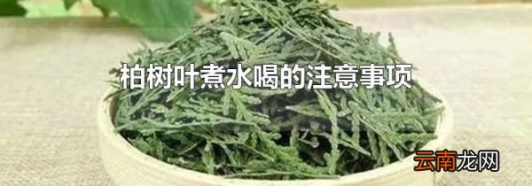 柏树叶煮水喝的注意事项