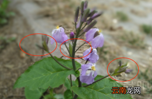 中兴V8怎么样？中兴BladeV8手机可以吗？