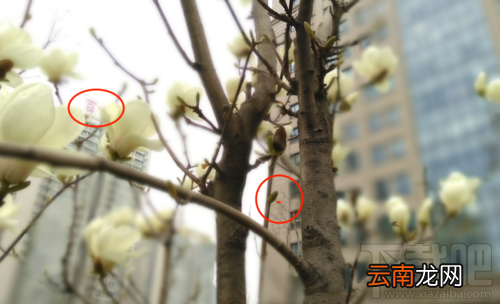 中兴V8怎么样？中兴BladeV8手机可以吗？