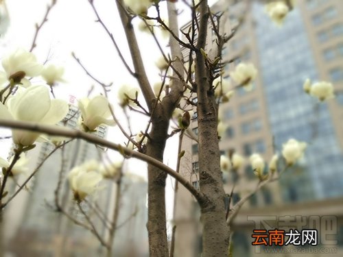 中兴V8怎么样？中兴BladeV8手机可以吗？