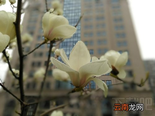 中兴V8怎么样？中兴BladeV8手机可以吗？