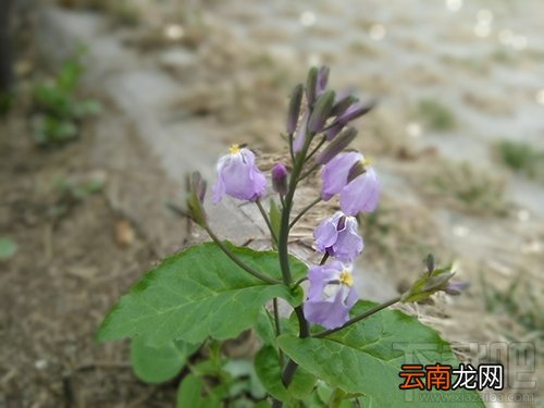 中兴V8怎么样？中兴BladeV8手机可以吗？
