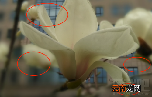 中兴V8怎么样？中兴BladeV8手机可以吗？