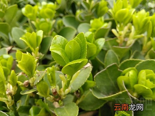 中兴V8怎么样？中兴BladeV8手机可以吗？