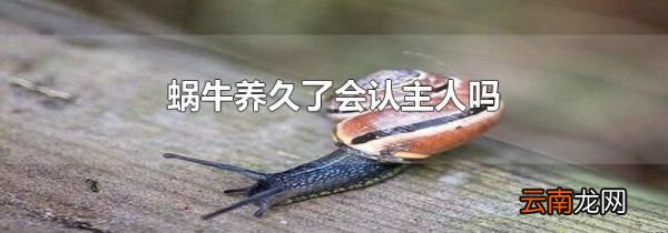 蜗牛养久了会认主人吗