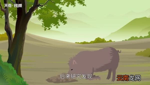 防毒面具是根据什么动物发明的 防毒面具是根据什么发明的