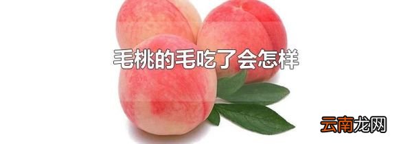 毛桃的毛吃了会怎样