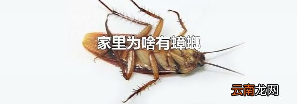 家里为啥有蟑螂