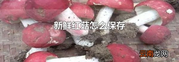新鲜红菇怎么保存
