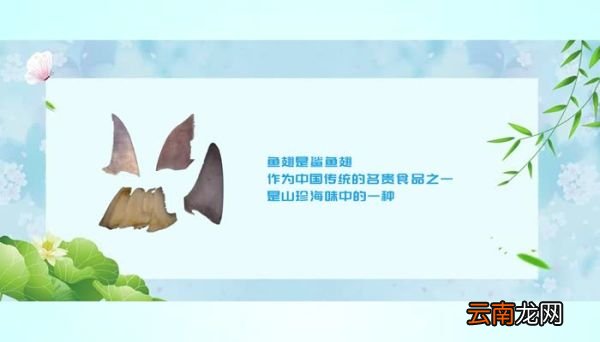 鱼翅是什么 鱼翅用什么鱼做的