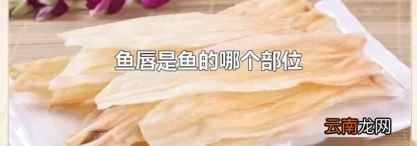 鱼唇是鱼的哪个部位