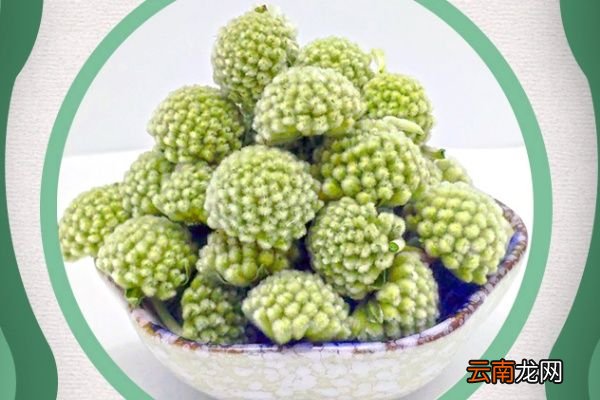 绿萝花的功效与作用 绿萝花的禁忌人群