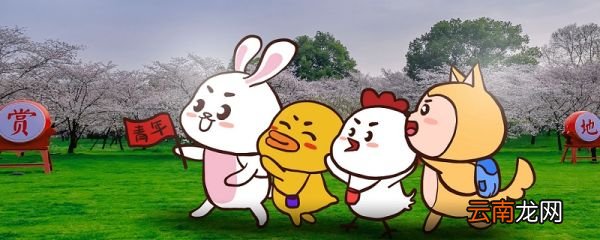 小鸭子的故事 小鸭子是什么故事
