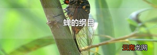 蝉的纲目