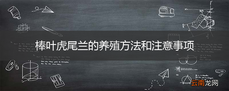 棒叶虎尾兰的养殖方法和注意事项