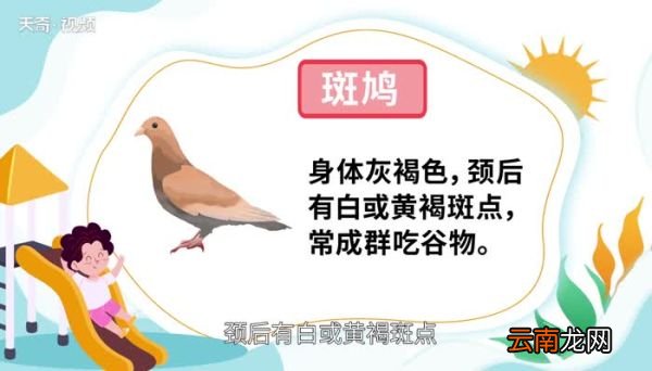 鸠怎么读 鸠的读法