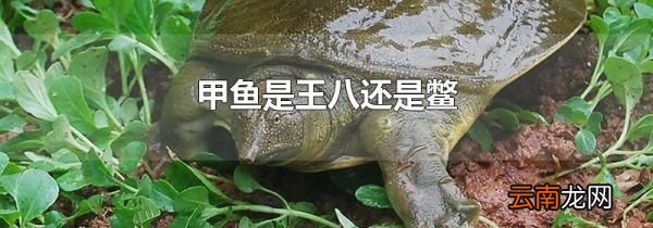 甲鱼是王八还是鳖