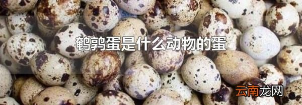 鹌鹑蛋是什么动物的蛋