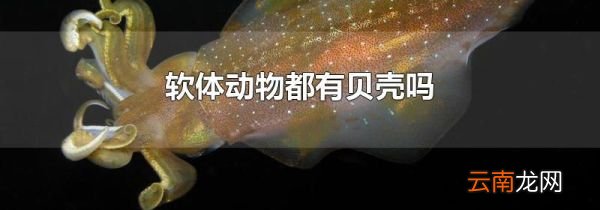 软体动物都有贝壳吗
