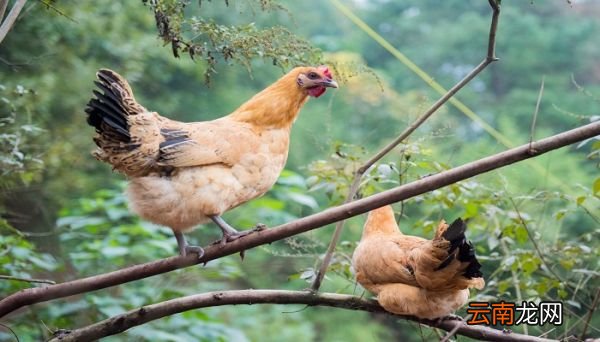 chicken可数吗 chicken是可数名词吗