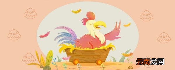 chicken可数吗 chicken是可数名词吗