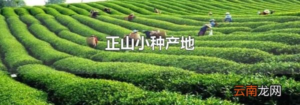 正山小种产地