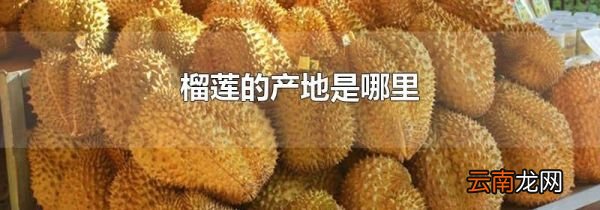 榴莲的产地是哪里