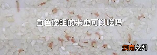 白色像蛆的米虫可以吃吗