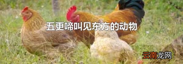 五更啼叫见东方的动物