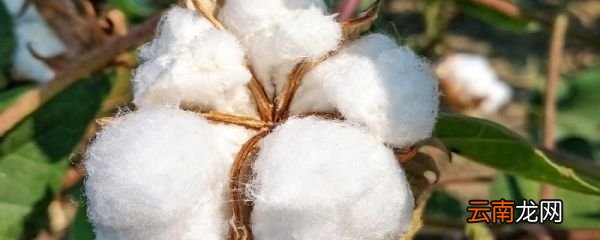 人造棉是什么成分 人造棉是什么成分含量