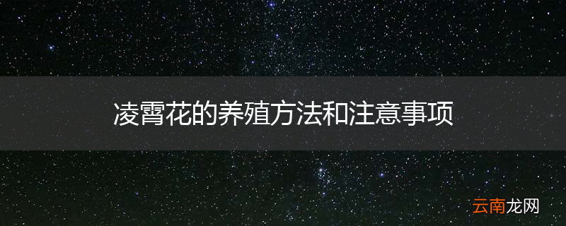 凌霄花的养殖方法和注意事项