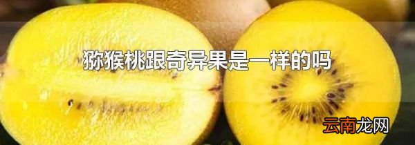 猕猴桃跟奇异果是一样的吗