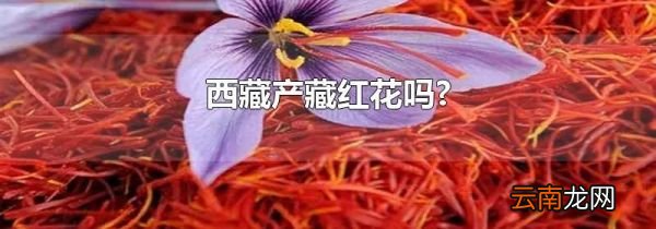 西藏产藏红花吗?
