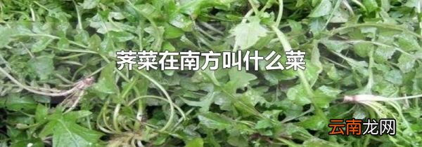 荠菜在南方叫什么菜