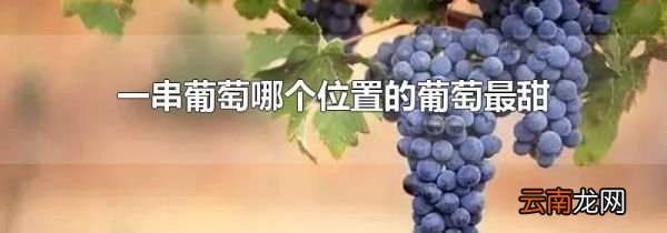 一串葡萄哪个位置的葡萄最甜