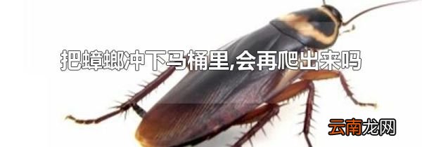 把蟑螂冲下马桶里,会再爬出来吗