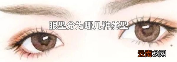 眼型分为哪几种类型