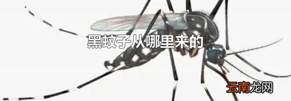 黑蚊子从哪里来的