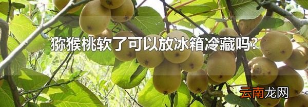 猕猴桃软了可以放冰箱冷藏吗?