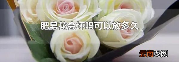 肥皂花会坏吗可以放多久