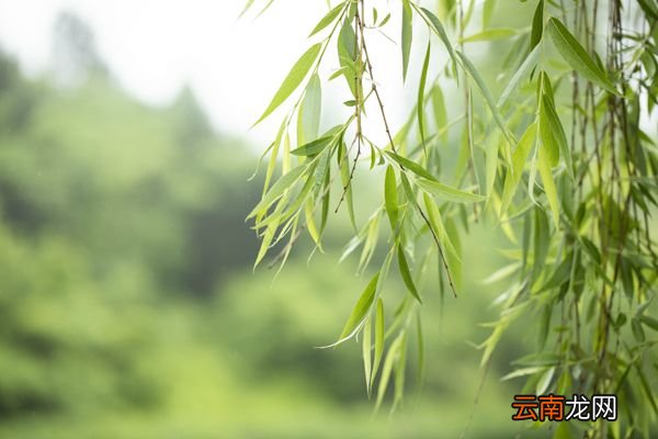 无心插柳柳成荫的上一句 无心插柳柳成荫的意思
