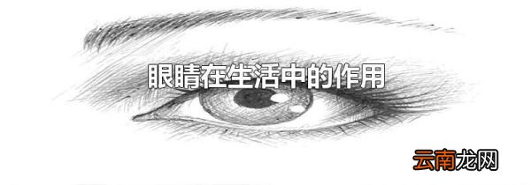 眼睛在生活中的作用