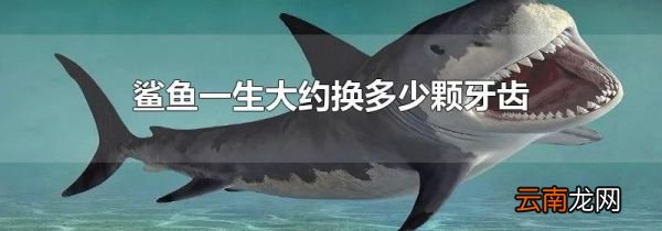 鲨鱼一生大约换多少颗牙齿