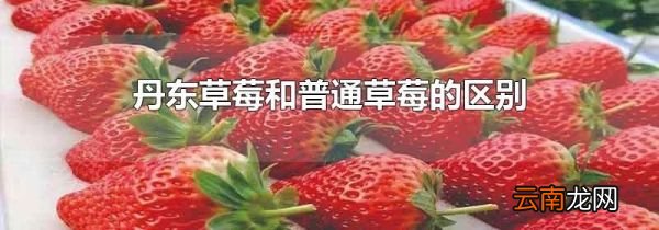 丹东草莓和普通草莓的区别