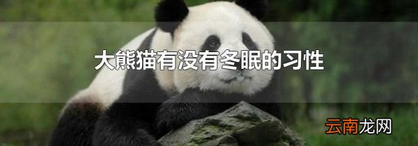 大熊猫有没有冬眠的习性