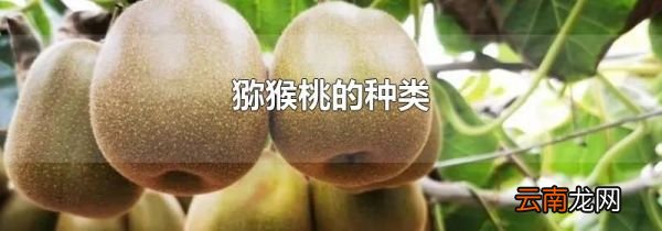 猕猴桃的种类