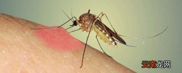 怎样去除蚊子咬的痕迹 蚊虫叮咬痕迹怎么去掉